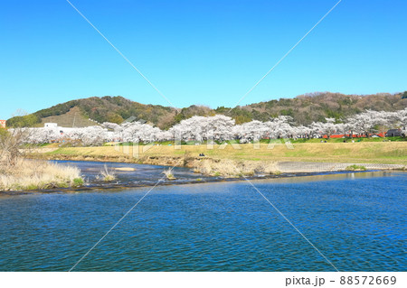 【島根県】快晴下の斐伊川堤防桜並木（雲南市） 88572669