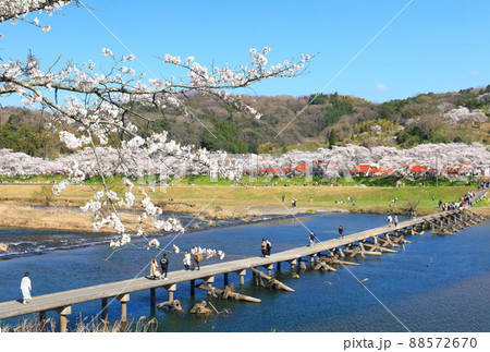 【島根県】快晴下の斐伊川堤防桜並木と願い橋(雲南市) 【島根県】快晴下の斐伊川堤防桜並木と願い橋(雲南市) 88572670