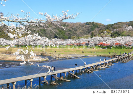 【島根県】快晴下の斐伊川堤防桜並木と願い橋(雲南市) 【島根県】快晴下の斐伊川堤防桜並木と願い橋(雲南市) 88572671