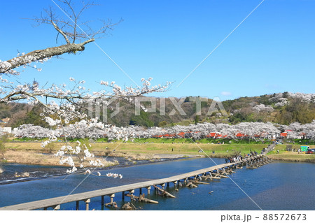【島根県】快晴下の斐伊川堤防桜並木と願い橋（雲南市） 88572673