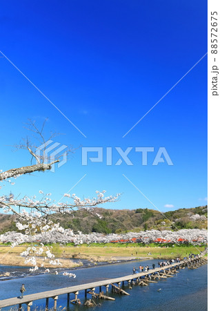 【島根県】快晴下の斐伊川堤防桜並木と願い橋（雲南市） 88572675