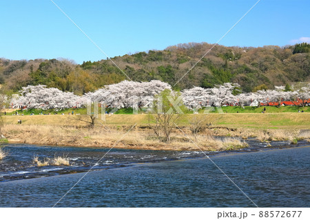 【島根県】快晴下の斐伊川堤防桜並木（雲南市） 88572677