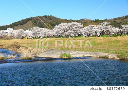 【島根県】快晴下の斐伊川堤防桜並木（雲南市） 88572679