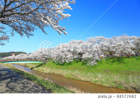 【島根県】快晴下の斐伊川堤防桜並木（雲南市） 88572682