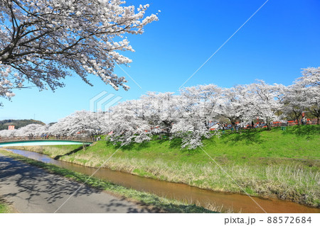 【島根県】快晴下の斐伊川堤防桜並木（雲南市） 88572684