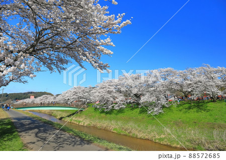 【島根県】快晴下の斐伊川堤防桜並木（雲南市） 88572685