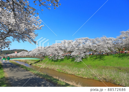 【島根県】快晴下の斐伊川堤防桜並木（雲南市） 88572686
