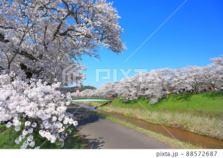 【島根県】快晴下の斐伊川堤防桜並木（雲南市） 88572687