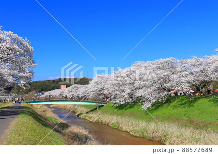【島根県】快晴下の斐伊川堤防桜並木(雲南市) 【島根県】快晴下の斐伊川堤防桜並木(雲南市) 88572689
