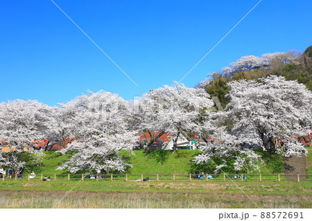 【島根県】快晴下の斐伊川堤防桜並木（雲南市） 88572691