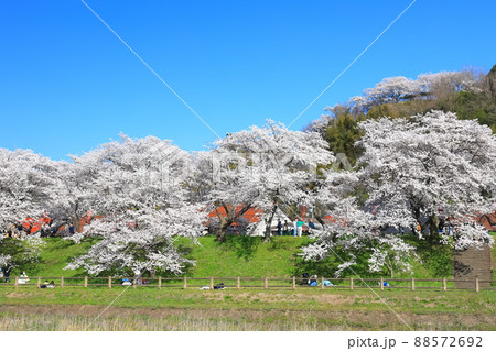 【島根県】快晴下の斐伊川堤防桜並木(雲南市) 【島根県】快晴下の斐伊川堤防桜並木(雲南市) 88572692