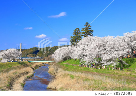 【島根県】快晴下の斐伊川堤防桜並木（雲南市） 88572695