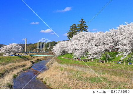 【島根県】快晴下の斐伊川堤防桜並木（雲南市） 88572696