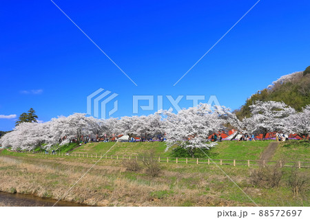 【島根県】快晴下の斐伊川堤防桜並木（雲南市） 88572697