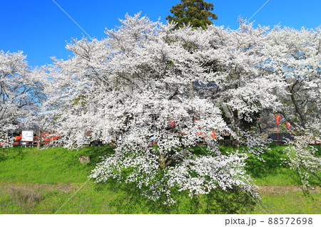 【島根県】快晴下の斐伊川堤防桜並木（雲南市） 88572698