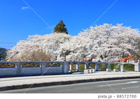 【島根県】快晴下の斐伊川堤防桜並木（雲南市） 88572700