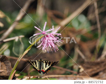 ショウジョウバカマの花にやってきたギフチョウ 88572732