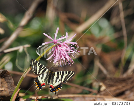 ショウジョウバカマの花にやってきたギフチョウ 88572733