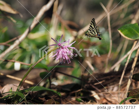 ショウジョウバカマの花にやってきたギフチョウ ショウジョウバカマの花にやってきたギフチョウ 88572737
