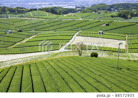 福岡県を代表するお茶の産地 美しい八女中央大茶園 福岡県を代表するお茶の産地 美しい八女中央大茶園 88572935