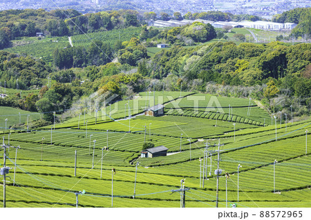 福岡県を代表するお茶の産地 美しい八女中央大茶園 福岡県を代表するお茶の産地 美しい八女中央大茶園 88572965