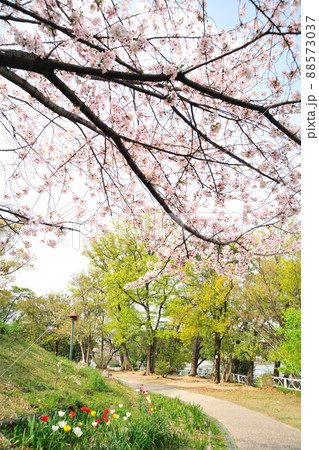 三崎水辺公園の桜 88573037