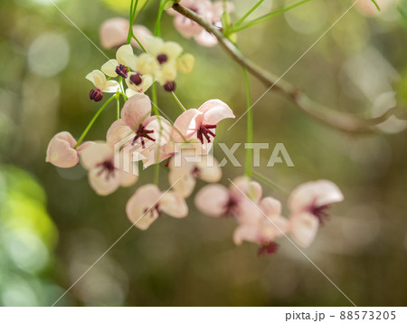 高安山のアケビの花 88573205