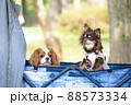 キャリーカートで散歩中の小型犬　複数 88573334