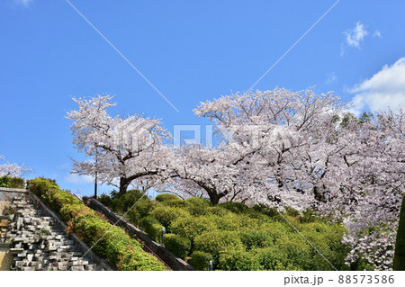 大阪池田 水月公園の桜 大阪池田 水月公園の桜 88573586