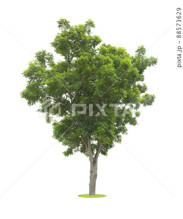 The Single Tree isolated on white background, With Clipping path. 88573629