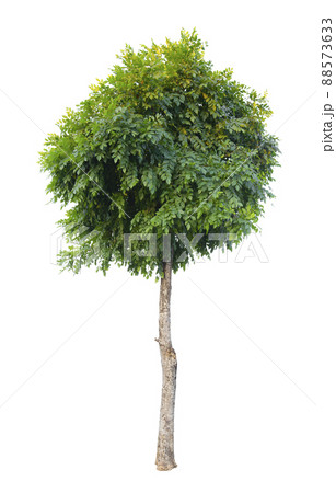 Single Tree isolated on white background, With Clipping path. Single Tree isolated on white background, With Clipping path. 88573633