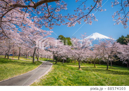 富士山と桜 大石寺 富士山と桜 大石寺 88574103