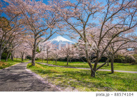 富士山と桜　大石寺 88574104