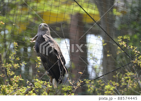 多摩動物公園のオジロワシ 88574445