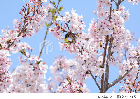 桜と雀 桜と雀 88574730
