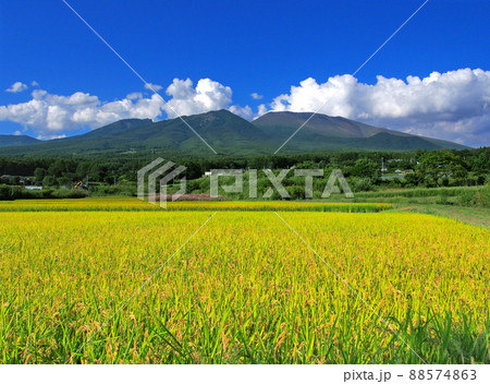 活火山･浅間山と秋の田んぼ[改良版] 88574863