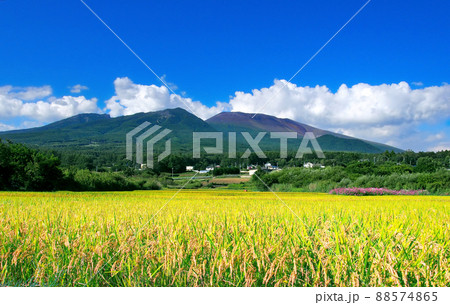 活火山･浅間山と秋の田んぼ[改良版] 88574865