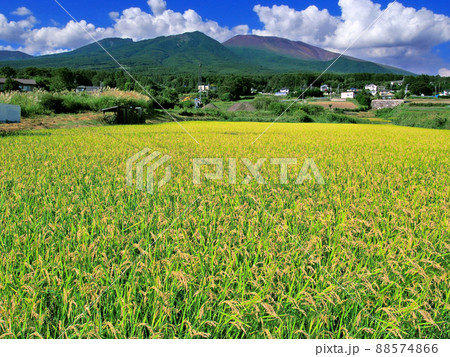 活火山･浅間山と秋の田んぼ[改良版] 88574866