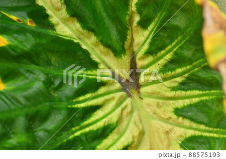colocasia white lava leaf background 88575193