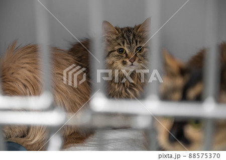Young homeless cat in an animal shelter. Portrait of homeless kitty Young homeless cat in an animal shelter. Portrait of homeless kitty 88575370