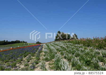 かんのファーム かんのファーム 88575524