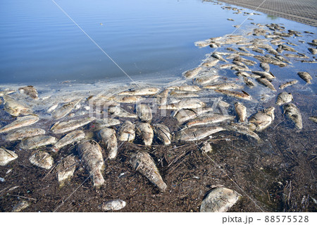 渡良瀬遊水地に浮かぶ大量のハクレンの死骸 88575528