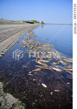 渡良瀬遊水地に浮かぶ大量のハクレンの死骸 渡良瀬遊水地に浮かぶ大量のハクレンの死骸 88575530