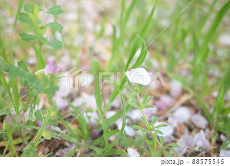 桜の散った花びら 桜の散った花びら 88575546