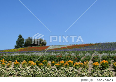 かんのファーム 88575623