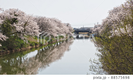 氷見市上庄川の桜 88575698