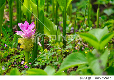 ウコンの花 ウコンの花 88575987
