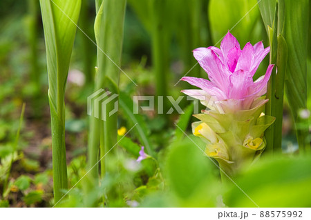 ウコンの花 88575992