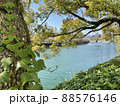 蔦に覆われた木 88576146