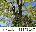蔦に覆われた木 88576147